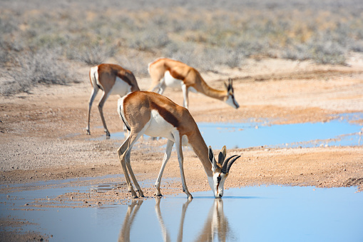 This is a color photograph of three wild springbok drinking water in Etosha National Park in Namibia, Africa.