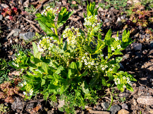 istock Arrow cress Lepidium draba blooms in spring 1213506658