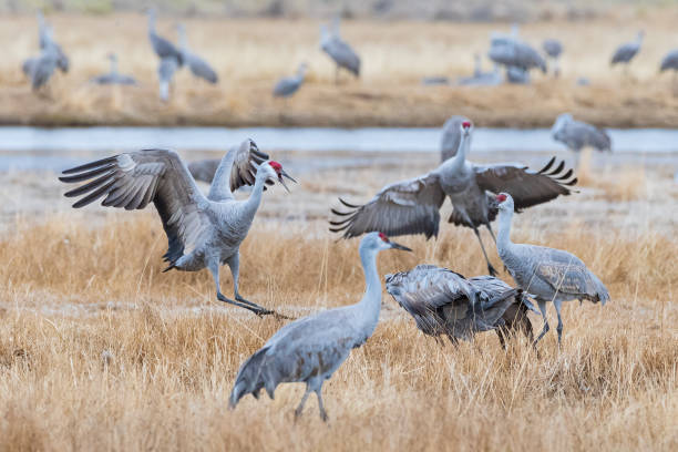 istock Migrating Greater Sandhill Cranes in Monte Vista, Colorado 1213506739