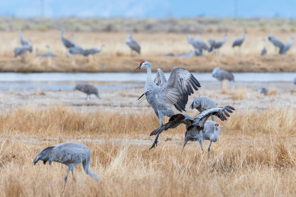 istock Migrating Greater Sandhill Cranes in Monte Vista, Colorado 1213506769