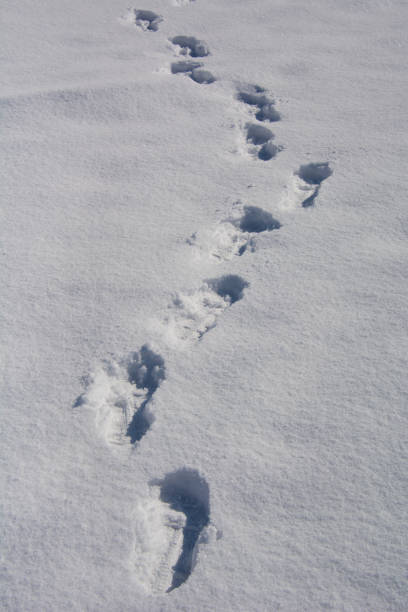 istock Footprint in the snow 1213507967