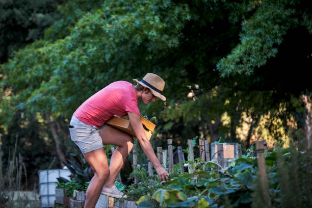 istock Loving my fresh vegetables from my own garden 1213508031