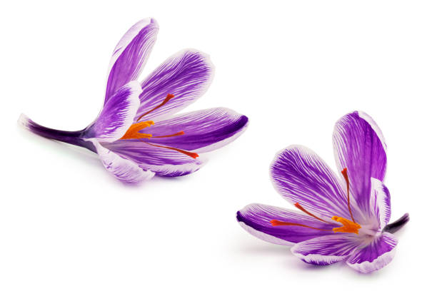 istock Saffron spice flowers isolated on white background 1213508657