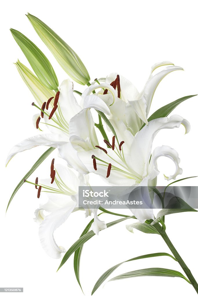 Lys blanc - Photo de Arbre en fleurs libre de droits