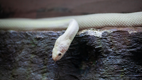 White snake in terrarium
