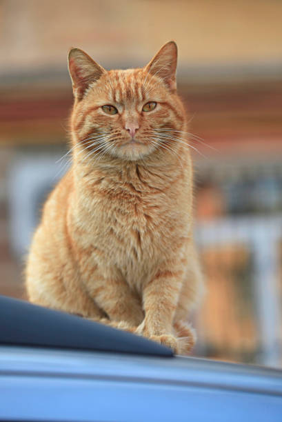 istock Portrait of wild red cat 1213510682