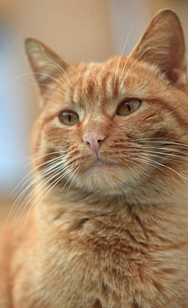 istock Portrait of wild red cat 1213511576