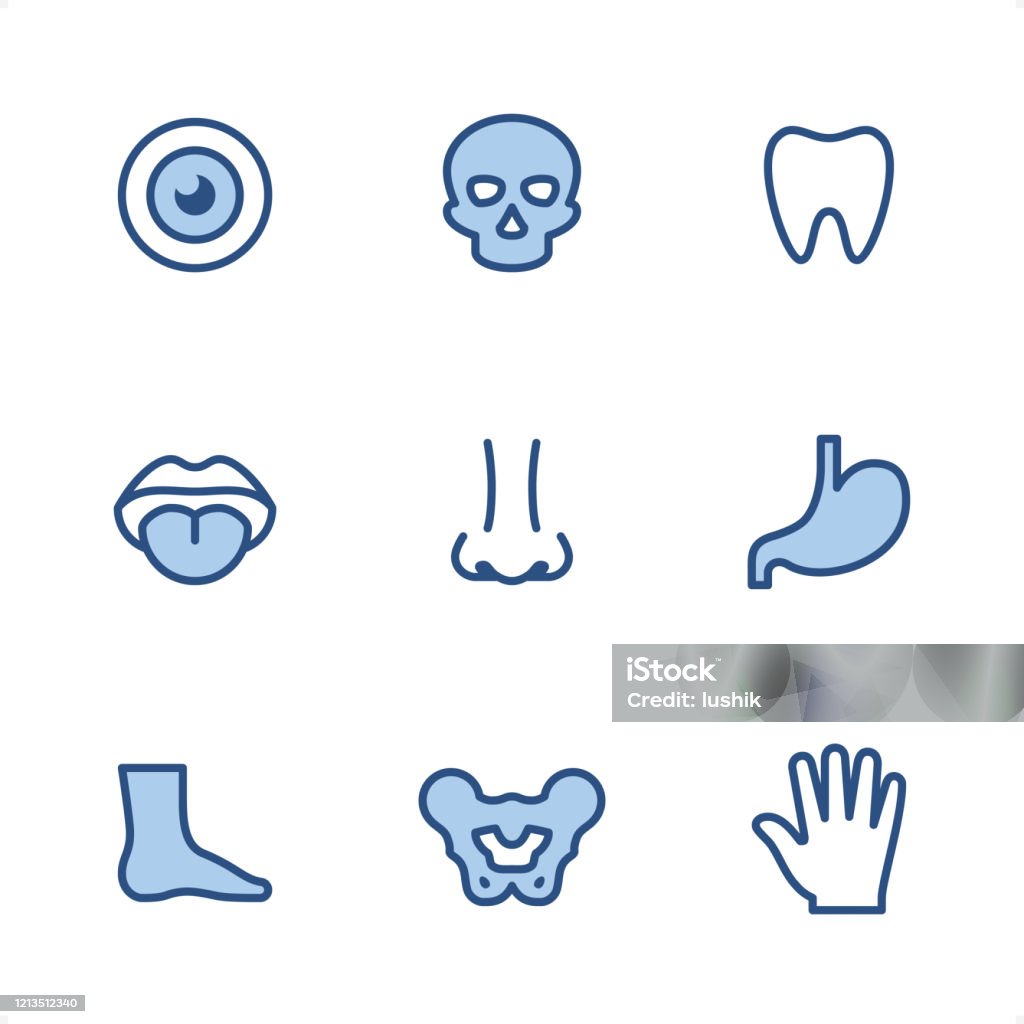 Human Anatomy Pixel Perfect Blue Icons Stock Illustration - Download