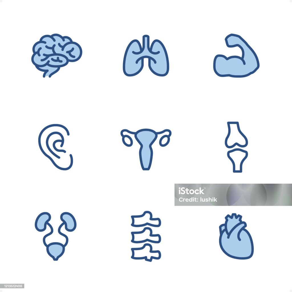 Human Anatomy Pixel Perfect Blue Icons Stock Illustration - Download