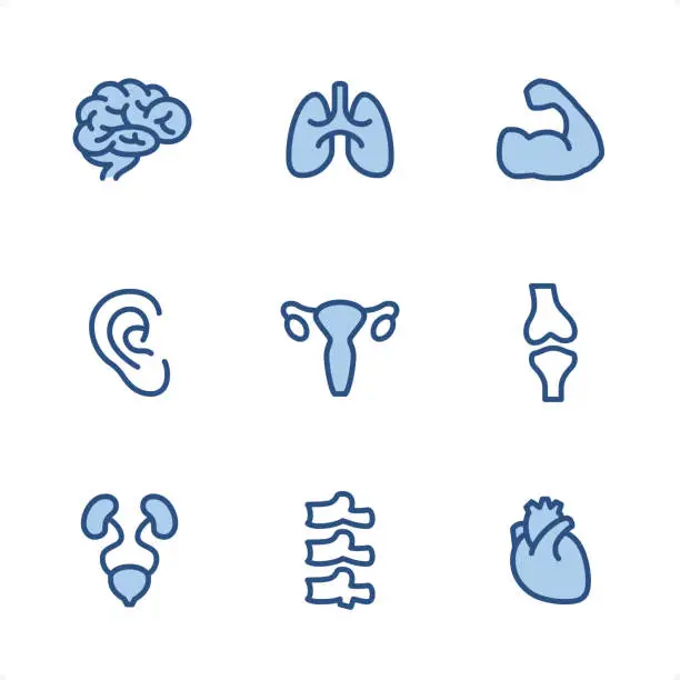 Vector illustration of Human Anatomy - Pixel Perfect Blue icons