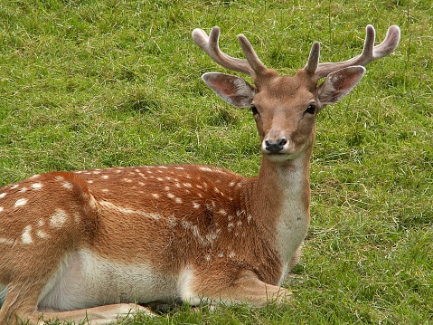Male Deer Stock Photo - Download Image Now - Alertness, Animal, Animal  Wildlife - iStock