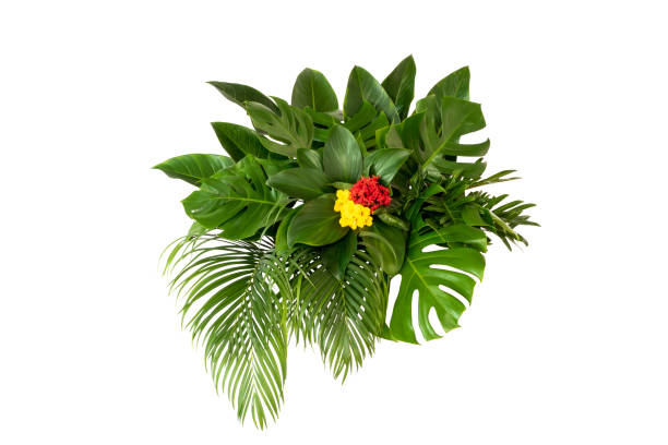 istock abstract green leaf texture, nature background, tropical leaf 1213512474