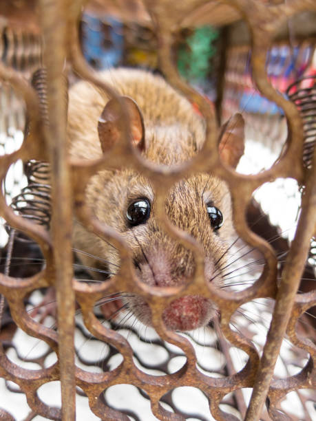 istock Brown rat Locked in the rat trap. 1213513197