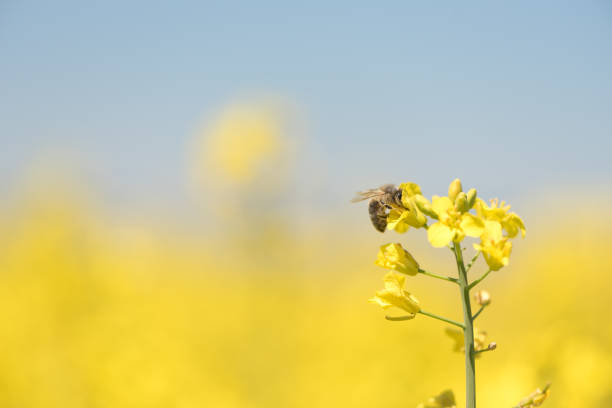 honneybee sammelt nektar auf einer rapsblume - corn tassel stock-fotos und bilder