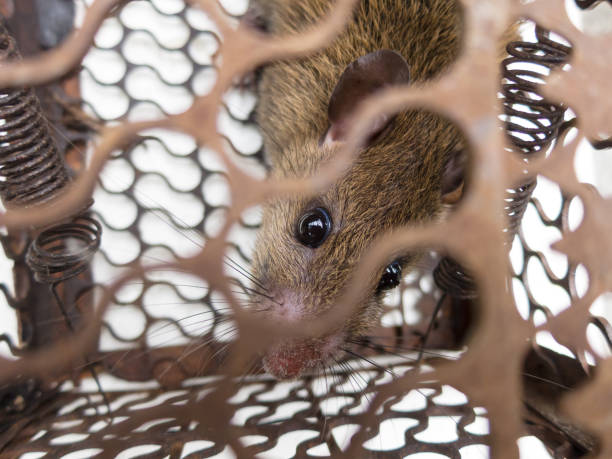 istock Brown rat Locked in the rat trap. 1213515127