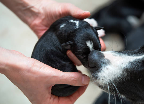 Adorable newborn puppy in hands, mother sniffing stock photo