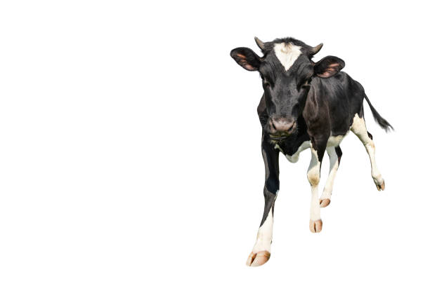 Pezuña Vaca - Banco de fotos e imágenes de stock - iStock Pezuña Vaca - Banco de fotos e imágenes de stock - iStock