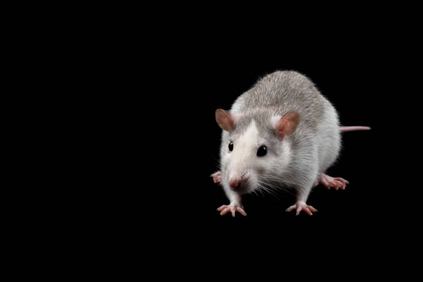 istock Gray rat isolated on dark black background. Rodent pet. 1213515907