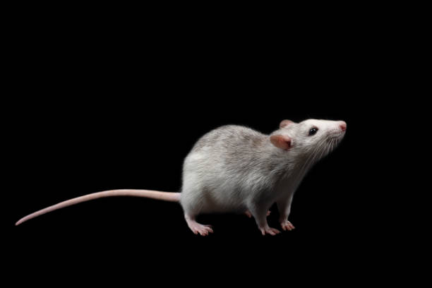 istock Gray rat isolated on dark black background. Rodent pet. 1213515959