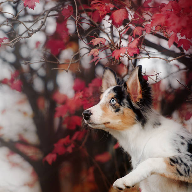 istock border collie puppy posing outdoors in autumn 1213516201