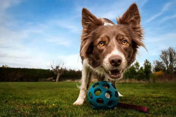 Playful dog waits for next game of fetch