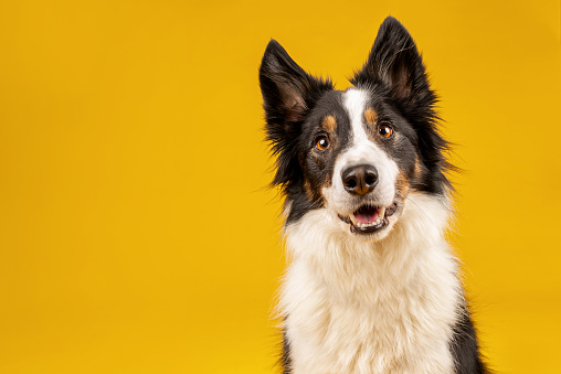 Border collie dog portrait on yellow background