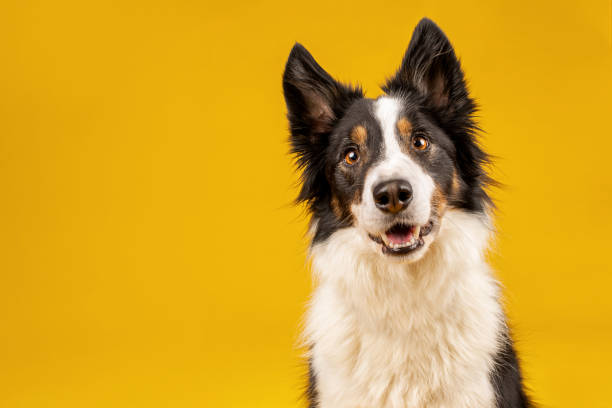Crazy looking black and white border collie dog say looking intently on bright yellow background Border collie dog portrait on yellow background puppy photos stock pictures, royalty-free photos & images