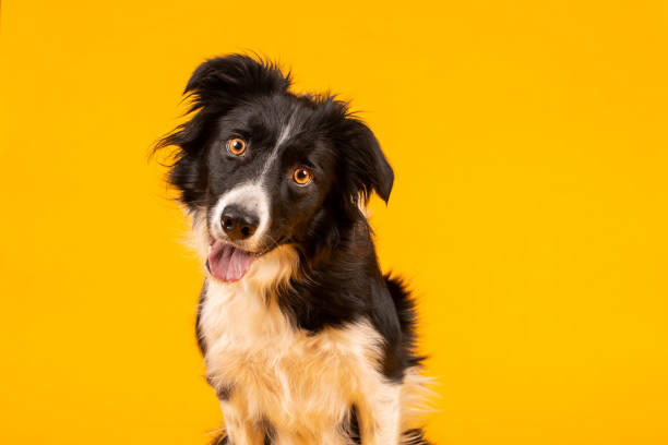 Crazy looking black and white border collie dog say looking intently on bright yellow background Border collie dog portrait on yellow background collie photos stock pictures, royalty-free photos & images