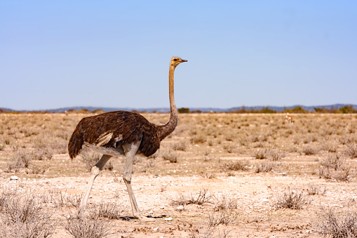 This is a color photograph of a wild ostrich walking outdoors in Etosha National Park in Namibia, Africa.