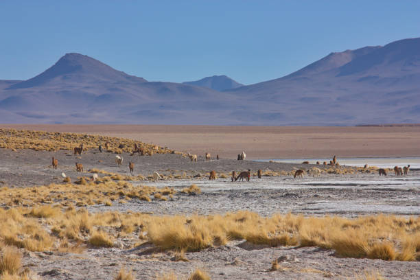 istock a herd of alpacas graze on a high plateau 1213518213