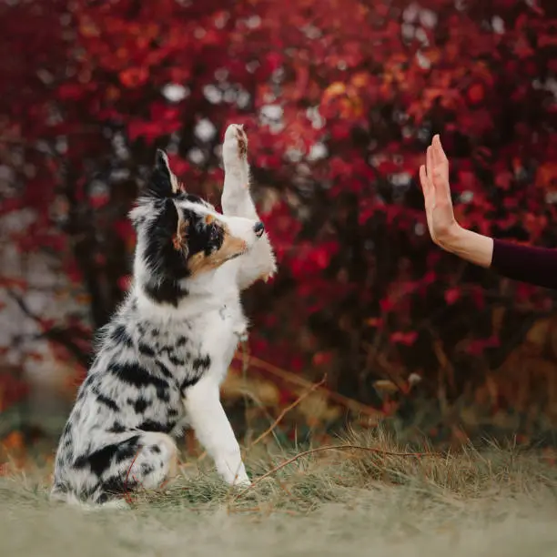 Photo of happy border collie puppy gives paw to owner outdoors