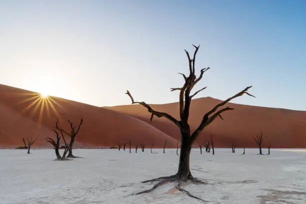 Sunrise in the Namib desert. Deadvle is the clay pan inside Namib-Naukluft National Park in Namibia. Dead trees of Vachellia erioloba in Deadvlei