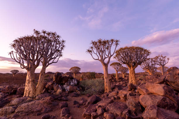 dramatyczny zachód słońca nad lasem drzew quiver w namibii. - keetmanshoop zdjęcia i obrazy z banku zdjęć