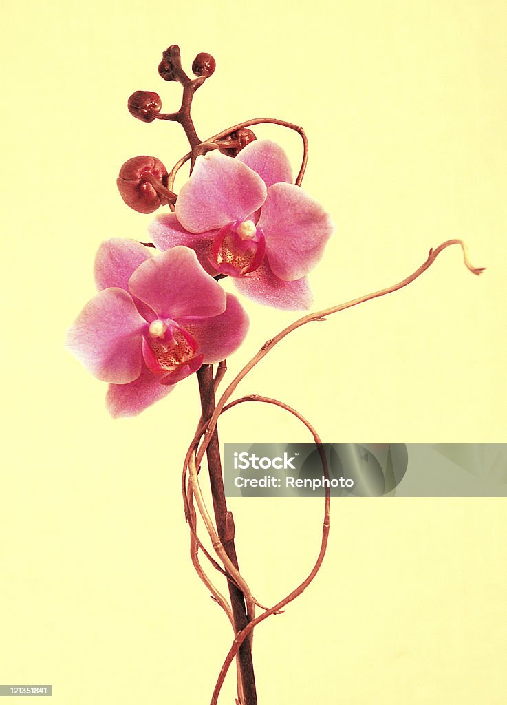 Schöne Rosa Orchideen mit gelbem Hintergrund - Lizenzfrei Blume Stock-Foto