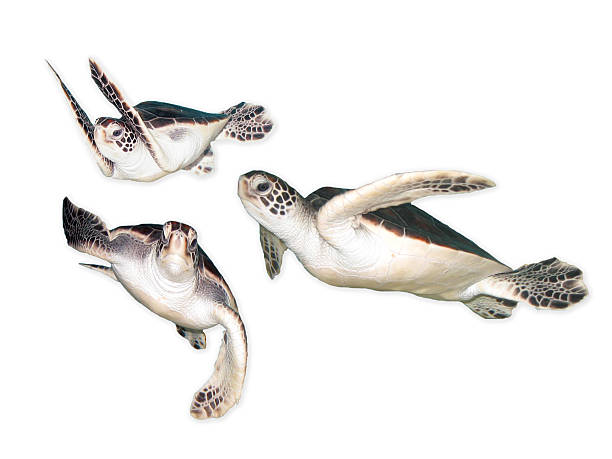 Turtle Silhouette