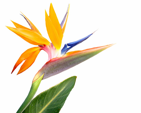 Beautiful Bird of paradise flowers (Strelitzia), tropical orange and purple flora in a garden outside. Catalonia, Spain