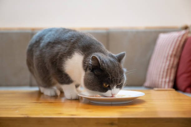 istock British shorthair cat eating on the table 1213520200