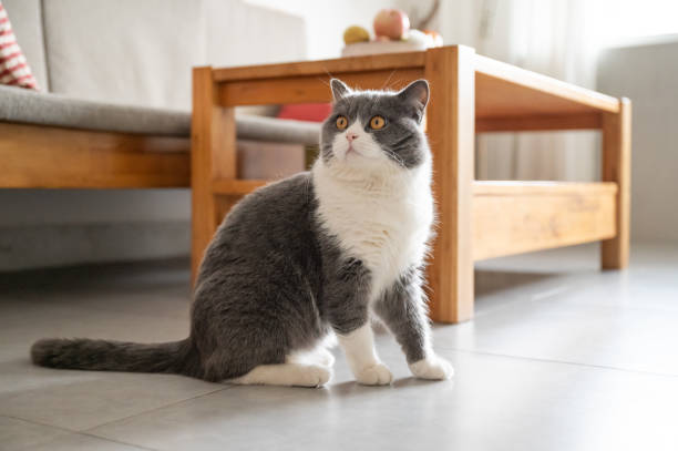 istock British shorthair cat sitting on the floor 1213520214