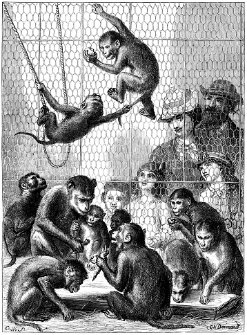 A group of apes being watched by a family of visitors to a zoo at feeding time. The children are enchanted by the antics of the animals and their mamma is looking fondly at a mother ape with her baby. Perhaps the families are not so very different. From “The Cottager and Artisan, 1873”, published by The Religious Tract Society, London.