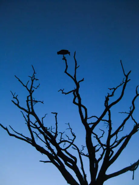 Photo of Silhouette of a  bird perched on the tip of a branch of a bare tree in Serengeti National Park in Tanzania, Africa after sunset; vertical image