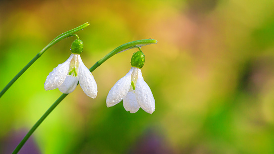 Galanthus nivalis or common snowdrop - blooming white flowers with dewdrops in early spring in the forest, closeup. Background with space for text.