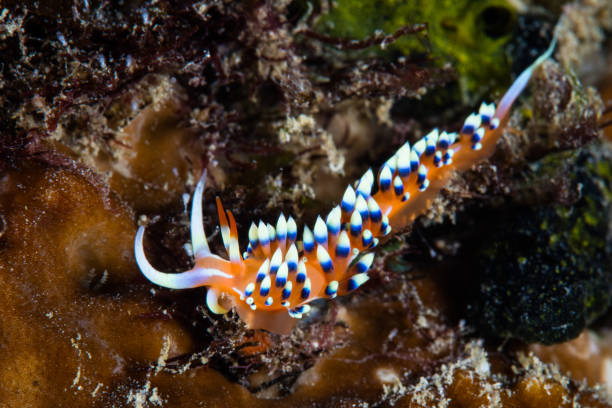 istock Flabellina Nudibranch on Seafloor 1213521713