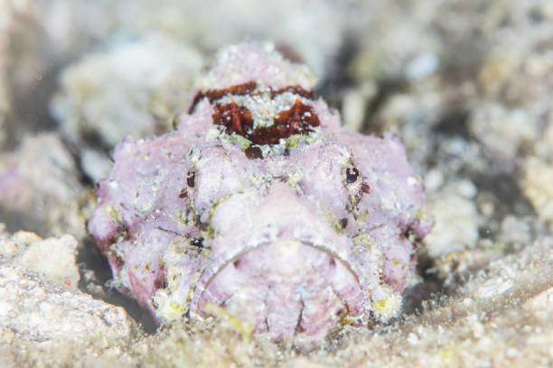 istock Pink Humpback Scorpionfish on Seafloor 1213521832