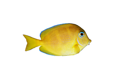 Blue (yellow juvenile) Atlantic ocean surgeonfish tang - Acanthurus coeruleus