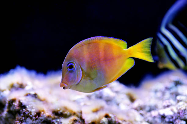 istock Blue (yellow juvenile) Atlantic ocean surgeonfish tang - Acanthurus coeruleus 1213523642