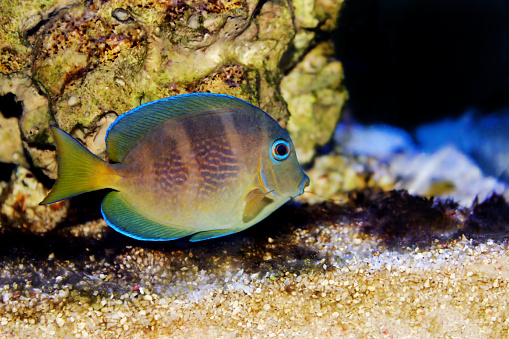 Blue (yellow juvenile) Atlantic ocean surgeonfish tang - Acanthurus coeruleus