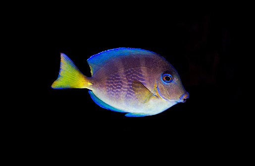 Blue (yellow juvenile) Atlantic ocean surgeonfish tang - Acanthurus coeruleus