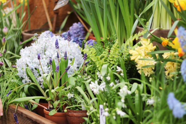 istock spring flowers in pots in the store 1213525033