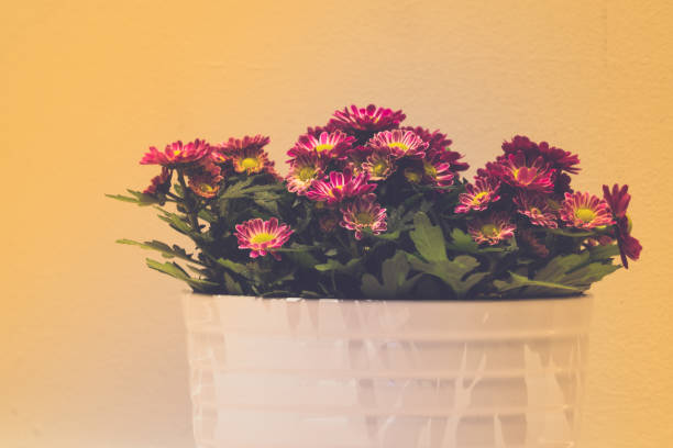 The picture shows a red chrysanthemum flower, macro lens