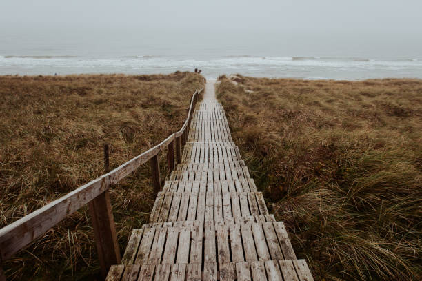 Wooden path through the grass dunes, Sylt, Germany